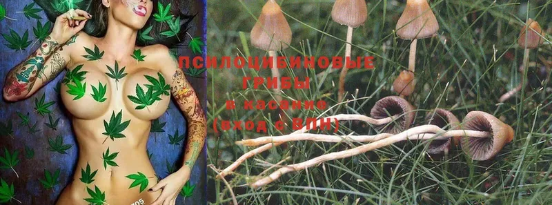 Галлюциногенные грибы MAGIC MUSHROOMS  это какой сайт  Курчатов 